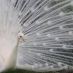 Landhaus H-house Architectural Maastricht