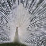 Landhaus H-house Architectural