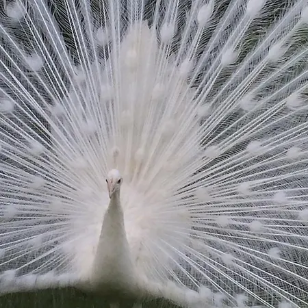 Casa de Campo H-house Architectural