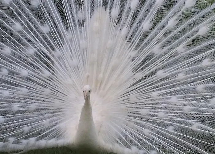 Летний дом H-house Architectural